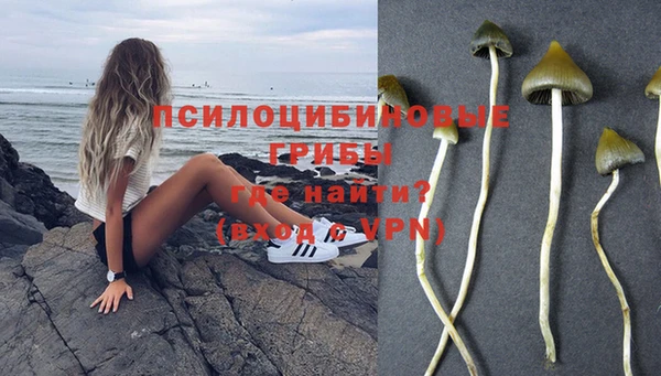 гашик Арсеньев