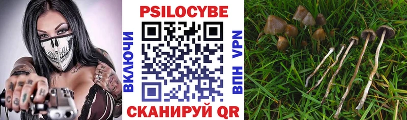 купить   ссылка на мегу зеркало  Псилоцибиновые грибы Psilocybe  Красноярск 